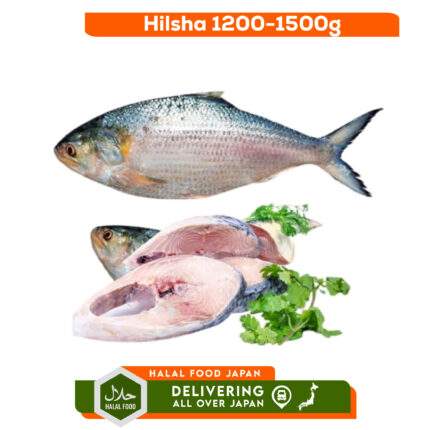 Hilsha 1.2kg Up