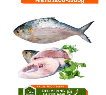 Hilsha 1.2kg Up
